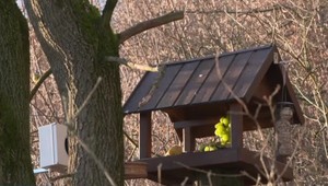 Ako sa darí kamzíkom a operencom na Chopku v Nízkych Tatrách?