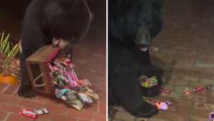 VIDEO: Halloweensky "lupič" si pochutnal na cukríkoch a tekvici. Zachytila ho kamera