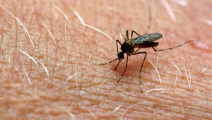 Komáre opäť útočia. Pozor na nepríjemné ochorenia