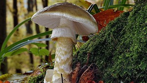 Otrava hubami: Kedy ju zistíte a ako sa prejaví?