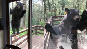 FOTO: Žena piekla sušienky, dobýjal sa k nej medveď