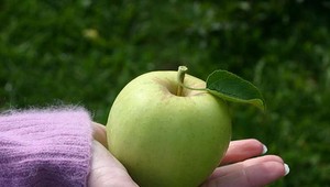 Jedno jablko obsahuje až 100 miliónov baktérií. Prekvapivo sa nenachádzajú na povrchu