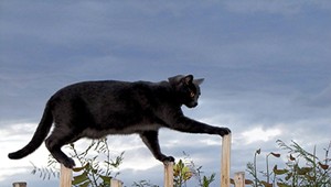 Utýral mačiatko, dostal 4 mesiace basy