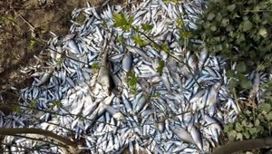 Za uhynuté ryby v Nových Zámkoch môže vodná elektráreň, tvrdia odporcovia