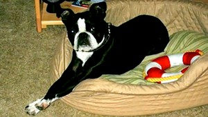 Zázraky sa dejú. Pes prežil pád z 15. poschodia