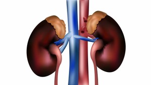 Obezita devastuje obličky: Hrozí ich zlyhanie, aj rakovina