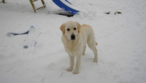 Stratil sa zlatý retríver Beny. Pomôžte ho nájsť