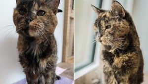 Najstaršia mačka na svete oslavuje 30 rokov. Prežila dvoch svojich majiteľov