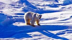 Polárne medvede vyhynú, zabije ich teplo a nedostatok potravy