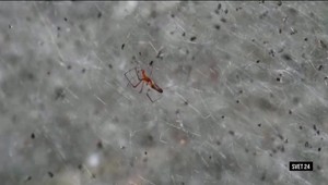 Svet 24 o robotických pavúkoch, potkaních záchranároch a o teple z tancujúcich ľudí