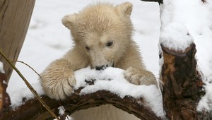 Drobné mláďa polárneho medveďa svojím chrápaním baví svet