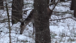 Ochrancovia prírody v konflikte: Má sa zver v núdzi prikrmovať?