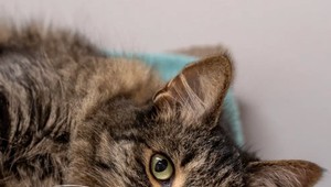 Stratenú mačku našli vďaka čipu po troch rokoch o 3200 kilometrov ďalej