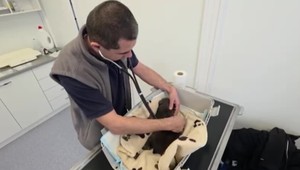 Medvieďatá v Bojniciach absolvovali preventívnu prehliadku. Ich zdravotný stav sa zlepšuje