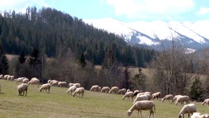 Tradičná májová bryndza bude až v júni a zrejme aj zdražie. Ovečky sa pasú na zamrznutej tráve