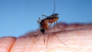 Na Morave objavili vedci komáre s vírusom západonílskej horúčky