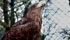 Pri Šali niekto rozhádzal otravu, zahynulo niekoľko chránených dravcov