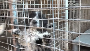 Šteniatka niekto vyhodil vo vreci do lesa. Veterinári apelujú na kastráciu