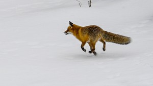 Na východnom Slovensku zachytili prípad besnoty u líšky. Na dvore rodinného domu poranila psa