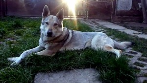 V Brezanoch otrávili sučku Cherry, majitelia podávajú trestné oznámenie