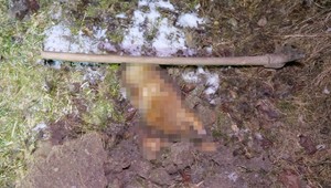 Muž pod vplyvom alkoholu motykou usmrtil psa. Polícia ho obvinila