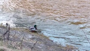 Rieka má červenú farbu, akoby bola hrdzavá. Obyvatelia Handlovej sú vystrašení