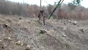 Stovky vyrúbaných stromov a škody za desiatky tisíc eur. Výrub prešetrujú enviropolicajti