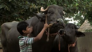 Najväčší býk na svete vypije denne dve fľaše whisky
