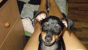 V Moste pri Bratislave sa stratil Riky. Videli ste ho?