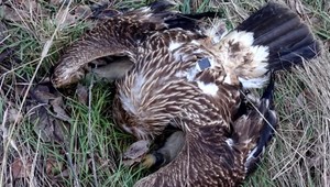 Masaker dravcov. Za jediný mesiac ich otrávili už 47, polícia varuje aj psíčkarov