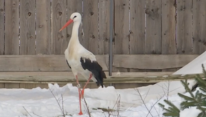 Bocian zo záchrannej stanice sa zdržiaval pri ľuďoch, po delobuchoch sa túlal po okolí