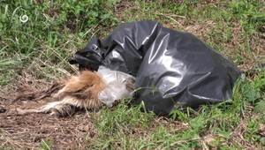 Pri domoch našli vrecia plné rozsekaných zvierat. Vyšetrovatelia preverujú nezákonný lov