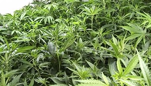 Kauza Mastičkár pokračuje: Nesprávne váženie konope a zničené dôkazy políciou