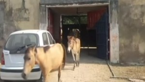 Zákon platí pre všetkých. V Indii na to doplatilo osem oslov