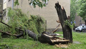 Víchrica v Bratislave zničila až 5-tisíc stromov!