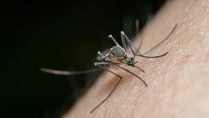 Štúdia naznačuje, že repelenty proti hmyzu môžu priťahovať komáre