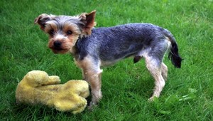 V Pustých Úľanoch sa stratil Teddy, nevideli ste ho?