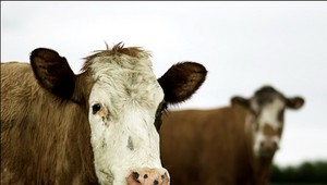 Južná Kórea zlikvidovala milióny kusov dobytka a hydiny!