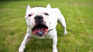 Stav Nikolasa (5), ktorého dohrýzol pes, sa pomaly zlepšuje