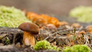 MAPA: Hubári na týchto miestach hríby najbližší mesiac nezbierajte