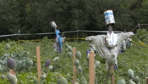 Zapáchajúce plienky ako ochrana. Ľuďom na Orave divá zver ničí úrodu