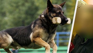 Byť poštárom je čoraz nebezpečnejšie: Útoky psov sa zdvojnásobili