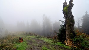 V lese ide o život, opatrní musia byť i ľudia