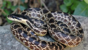 Hadia romantika na pláži. Na Cypre zachytili zaujímavé párenie