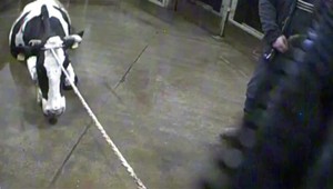 V Čechách objavili polovicu rizikového mäsa z chorých kráv