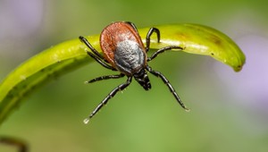 Sezóna kliešťov sa blíži. Odborníci odporúčajú očkovanie proti encefalitíde