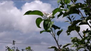V polovici augusta kvitnú jablone. Podľa odborníka ale plody neprinesú