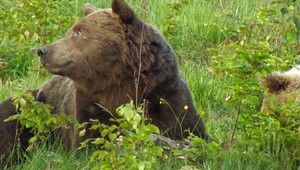 V poľských Tatrách sa uzatvárajú celé doliny, túlajú sa v nich medvedie rodiny