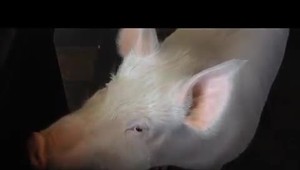 Africký mor ošípaných ohrozuje Slovensko, agrorezort robí mimoriadne opatrenia