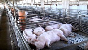 Africký mor ošípaných je na ústupe. Definitívna porážka to ale nie je